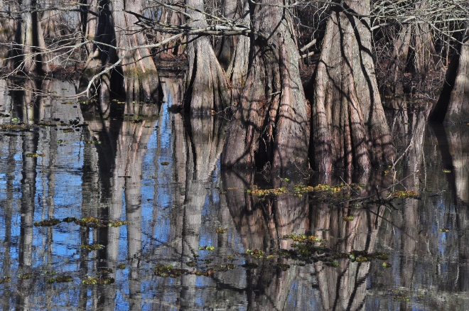 cypress trees in water